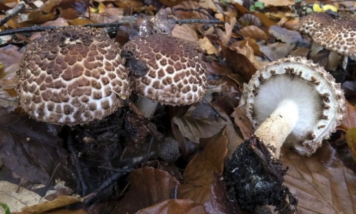 Photo Patrice Lainé - cliquer sur l'image pour agrandir