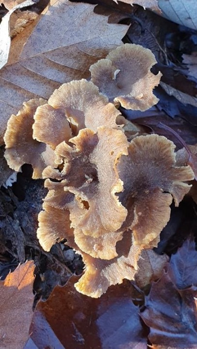 20201121_103120.jpg
