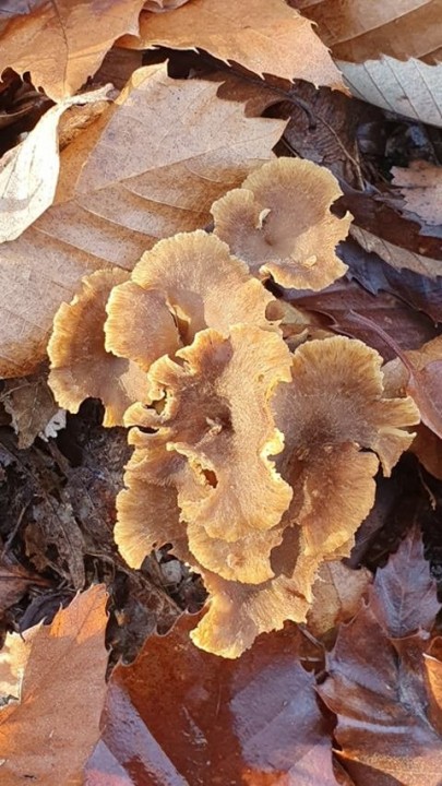 20201121_103156.jpg