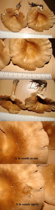 Cliticybe sp.jpg