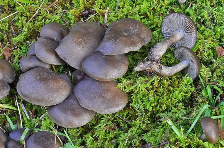 Lyophyllum_sp_1.jpg