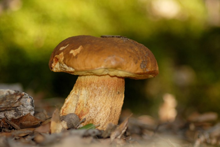 bolet (7) copie.jpg