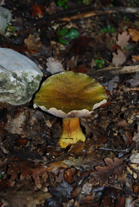 DSC_0004 b.JPG