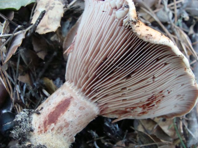 Lactarius sanguifluus.jpg