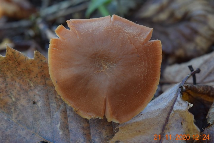 DSC_1497_01.JPG