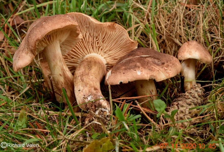 Tricholoma imbricatum.JPG