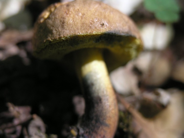 P1019113.JPG