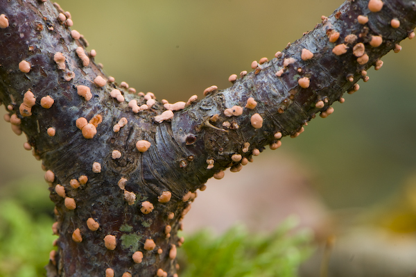 Champignons_Muno_0048.jpg