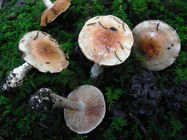 DSCN0838b.JPG