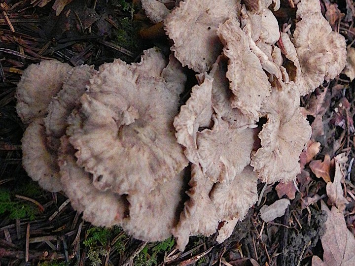 DSCN7724bis.JPG