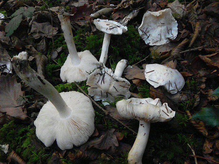 DSCN7726b.JPG