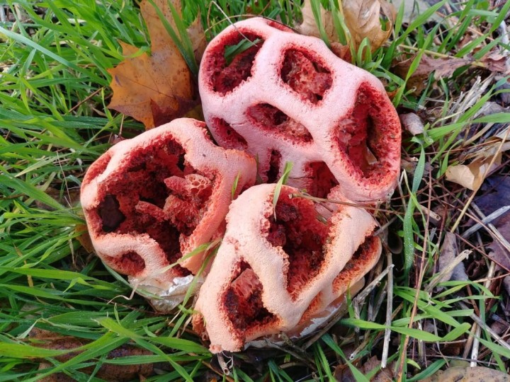 Clathrus.jpg