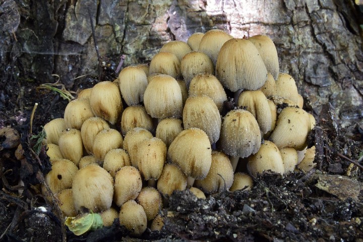 Mai 2020 - Clisson (44)