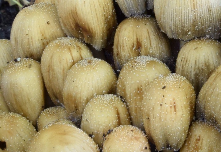 Mai 2020 - Clisson (44)