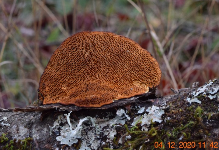 DSC_1527_01.JPG
