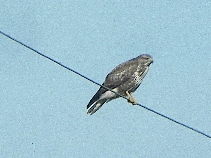 DSCN7756b.JPG
