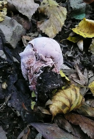 champignons 04.jpg