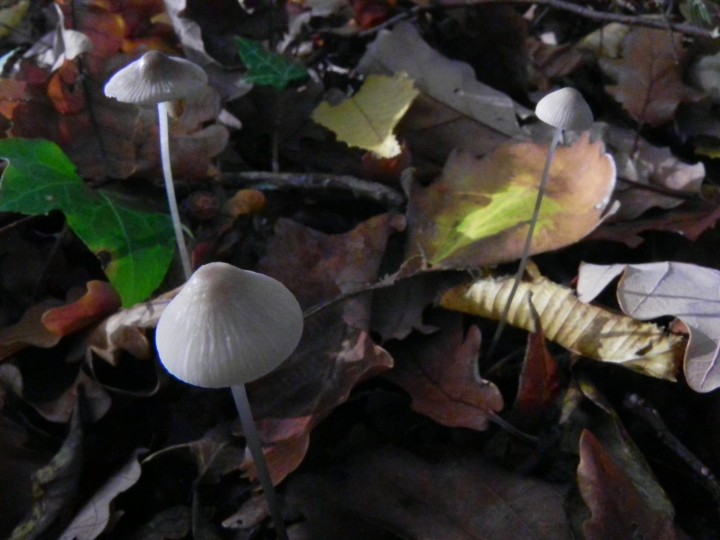 DSCN0728.JPG