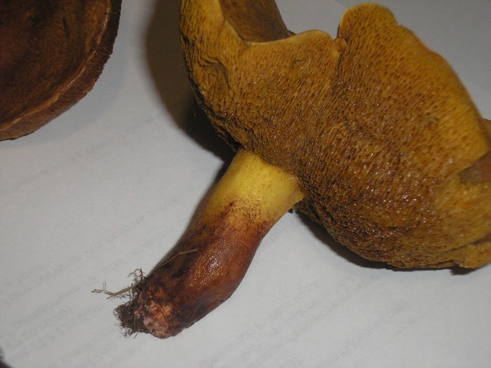 PB170028.JPG