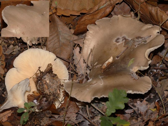131108-458clitocybe.jpg