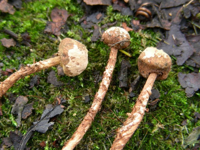 Tulostoma 05.jpg