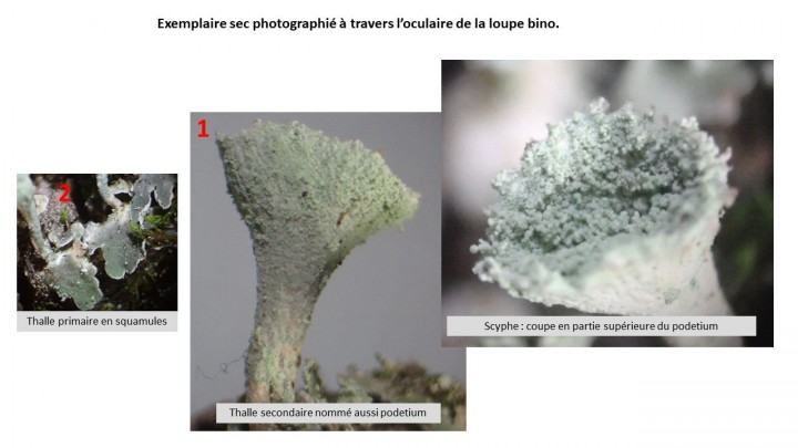 Cladonia_sp_02.jpg