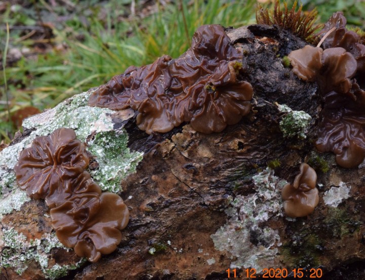 DSC_1538_01.JPG