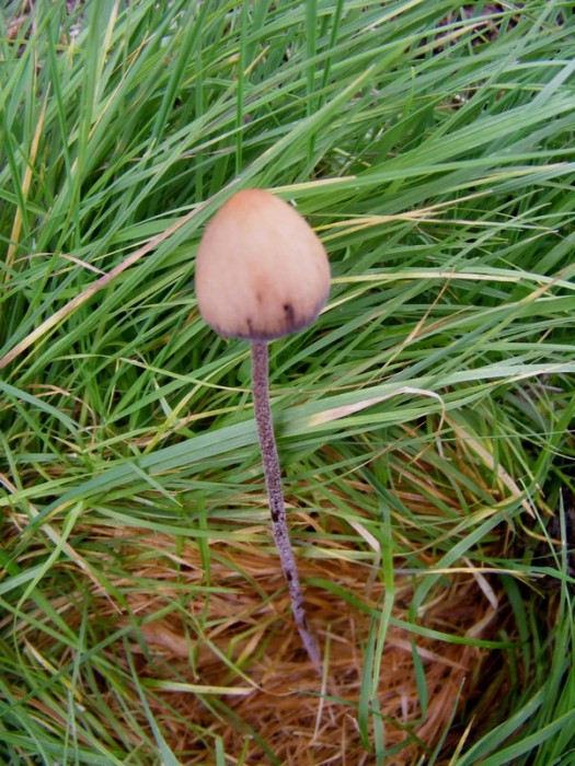 2008_0820essai0018.JPG