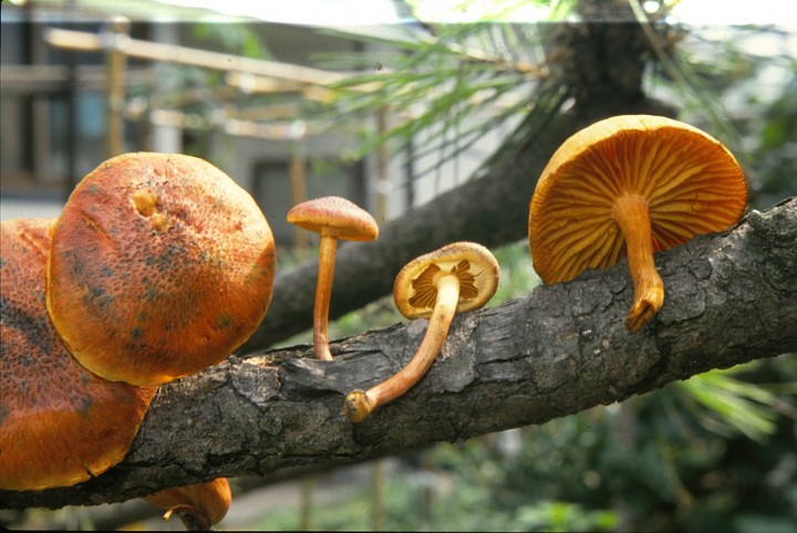 Gymnopilus aeruginosus , Pinus densiflora