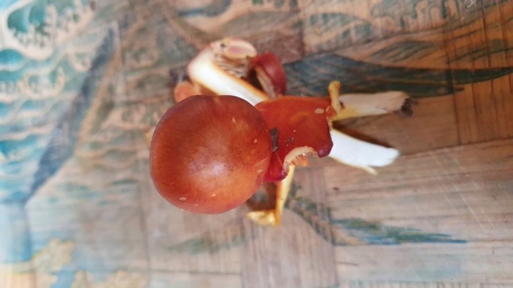 20201205_140150.jpg