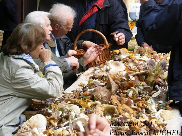 Sortie mycologique Maransin.jpg
