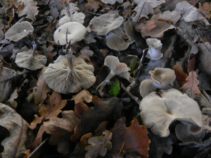 DSCN0768.JPG