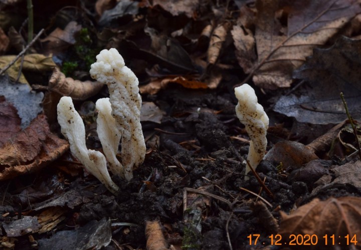 DSC_1553_01.JPG