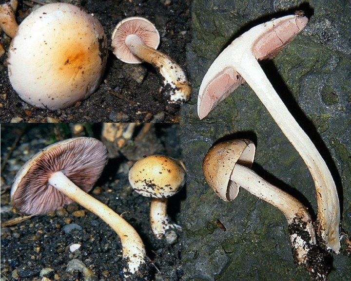 Hebeloma sp reduit10-08abc.jpg