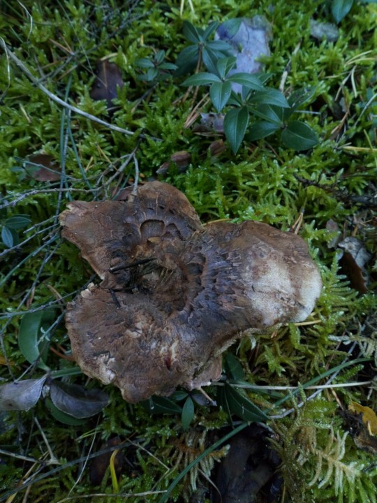 DSC_1115.JPG