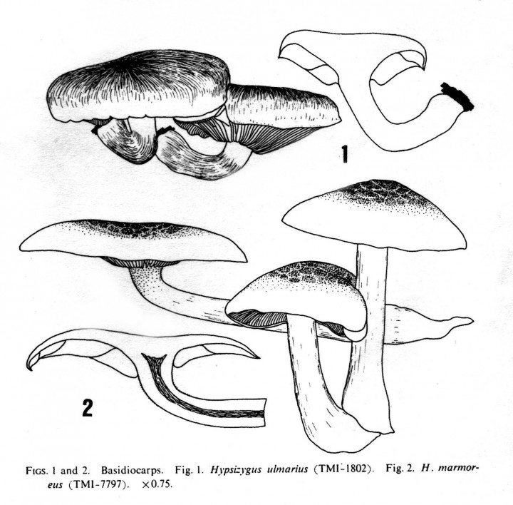1. 2 Nagasawa Hypsizygus 72.jpg