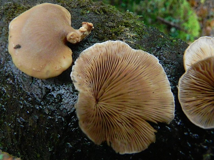 DSCN7813b.JPG