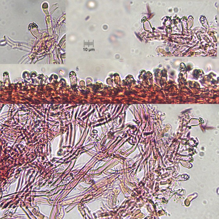 metuloides_x400_01.jpg