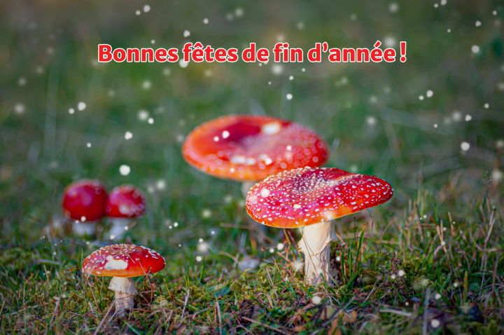 Bonnes fêtes 2020.png