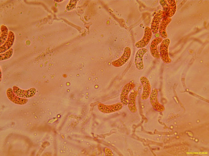 Exidia truncata-0008.jpg