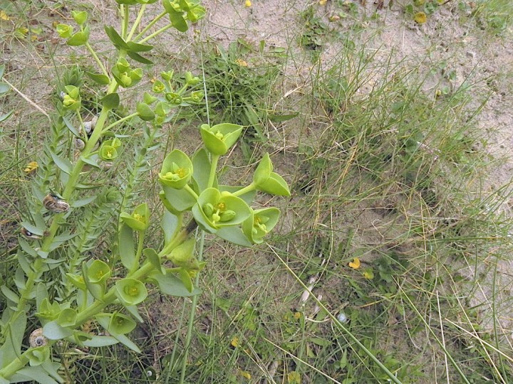 DSCN4767b.JPG