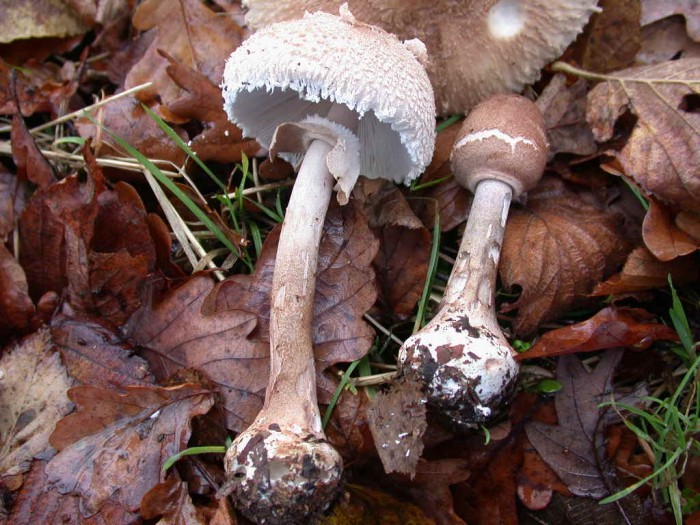 CERFONTAINE 15Nov2008 016.jpg