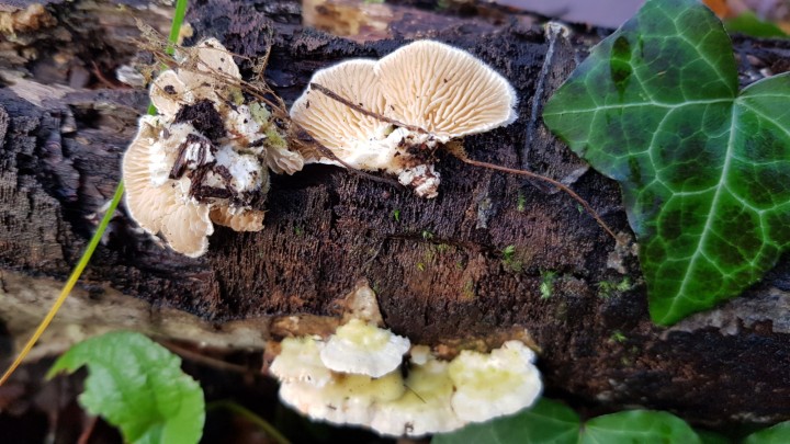 20201225_153705.jpg