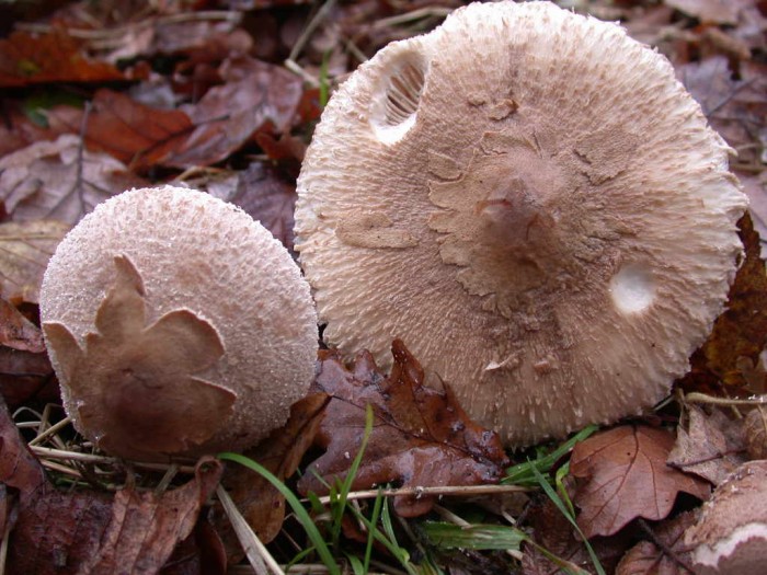 CERFONTAINE 15Nov2008 020.jpg