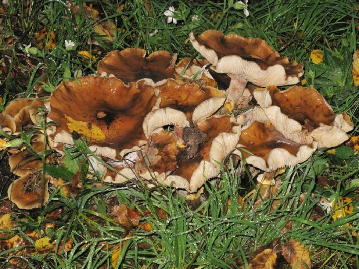 131108-512lepiotes.jpg