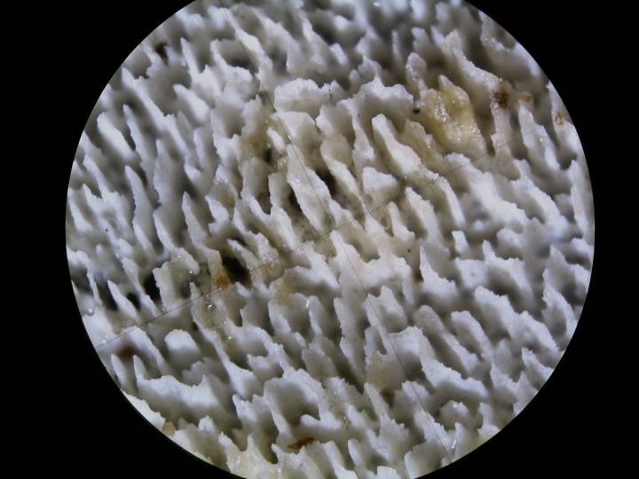 STB_2175.JPG
