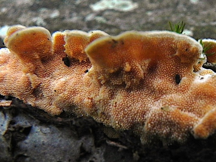 DSCN7775b.JPG