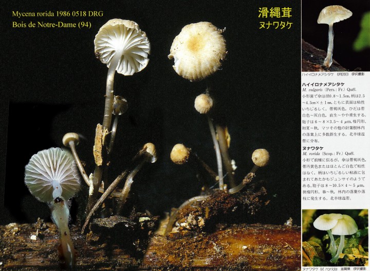 Mycena rorida 1986 0518 ab.jpg