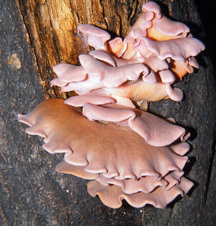 Pleurotus salmoneostramineus SSM.jpg