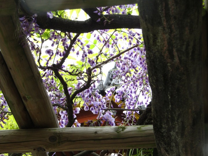 Wisteria sinensis.JPG